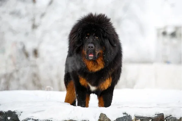 Anjing Tibet Mastiff Terjual Rp210 Miliar, Rekor Harga Tertinggi
