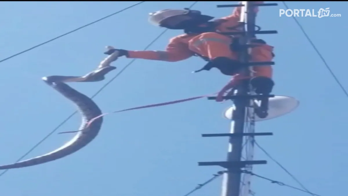 Penemuan Ular Sanca Kembang di Tower Internet Gegerkan Warga Surabaya
