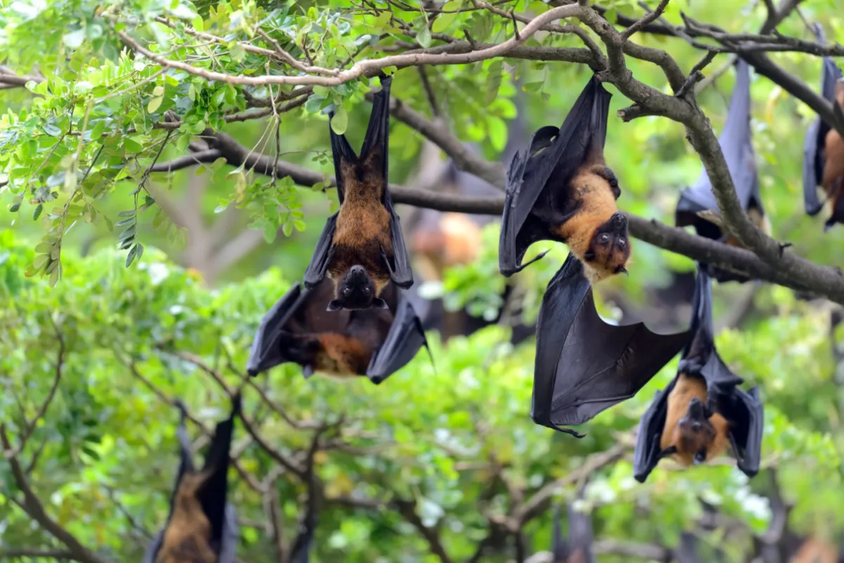 Dosen FKH UGM Imbau PHBS dan Pengolahan Nira untuk Cegah Penularan Virus Nipah