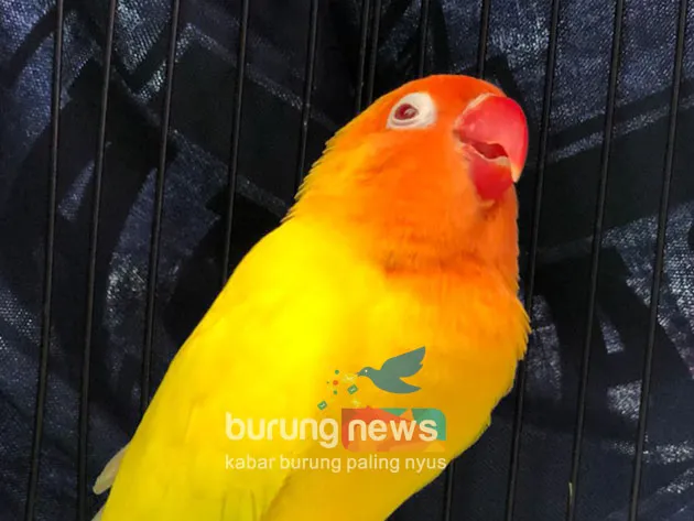 Love Bird Den Bagus Tetap Juara Meski Penilaian Dihentikan di Tengah Lomba pada Soft Launching GSC Klaten