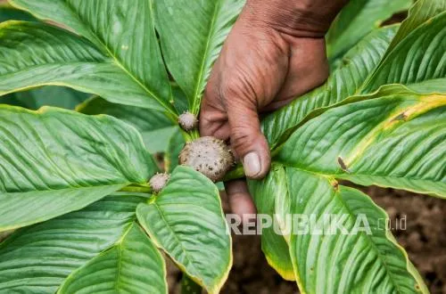 Kultur Jaringan Solusi Atasi Krisis Benih Porang