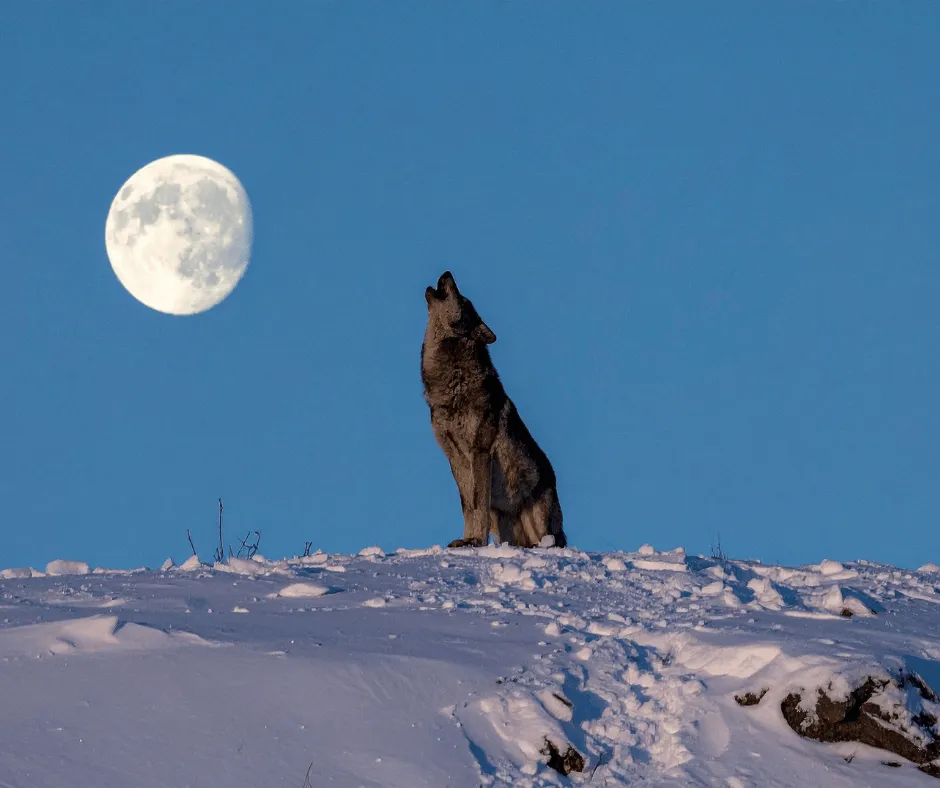 Snow Moon 2026: Bulan Purnama Februari Terlihat Jelas di Indonesia Malam 2 Februari