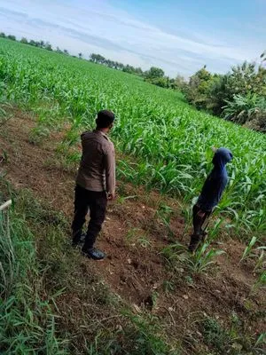 Bripka Andri Suseno Berikan Edukasi kepada Petani Jagung di Desa Sriwangi Ulu
