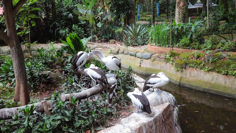 Kementerian Kehutanan Ambil Alih Perlindungan Satwa di Kebun Binatang Bandung