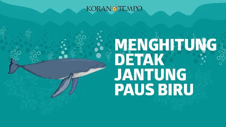 Penelitian Pertama tentang Detak Jantung Paus Biru