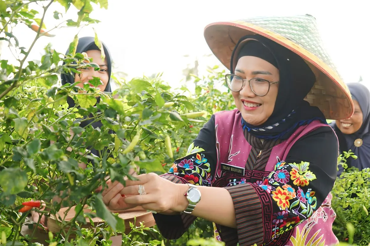 Desa Bades Jadi Pusat Pemasok Utama Cabai di Lumajang