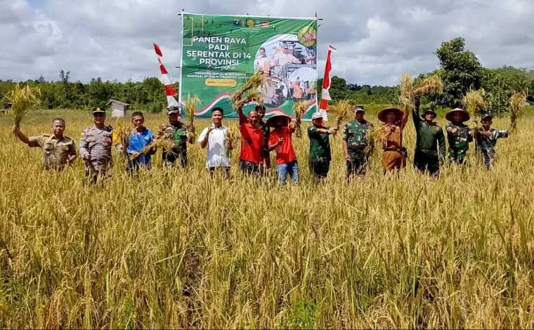 Sanggau Berperan Sebagai Sentra Pertanian Kalbar Melalui Panen Raya Padi