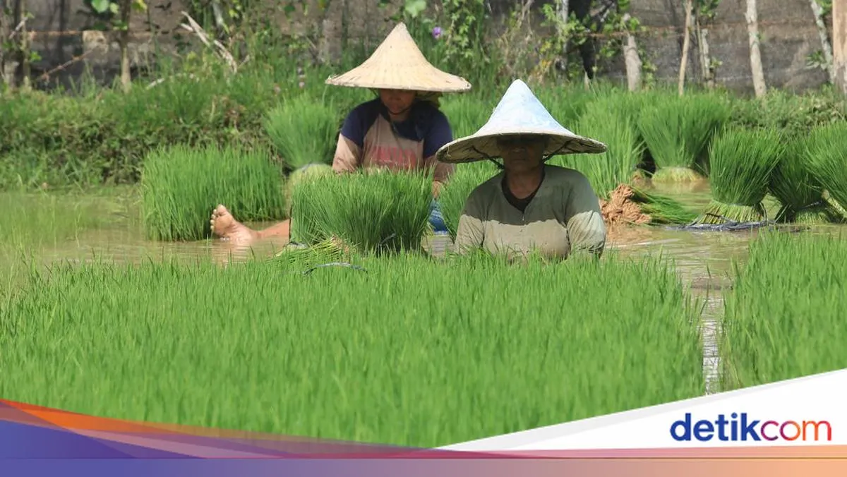 Peringatan Hari Krida Pertanian Nasional: Apresiasi untuk Pelaku Sektor Pertanian