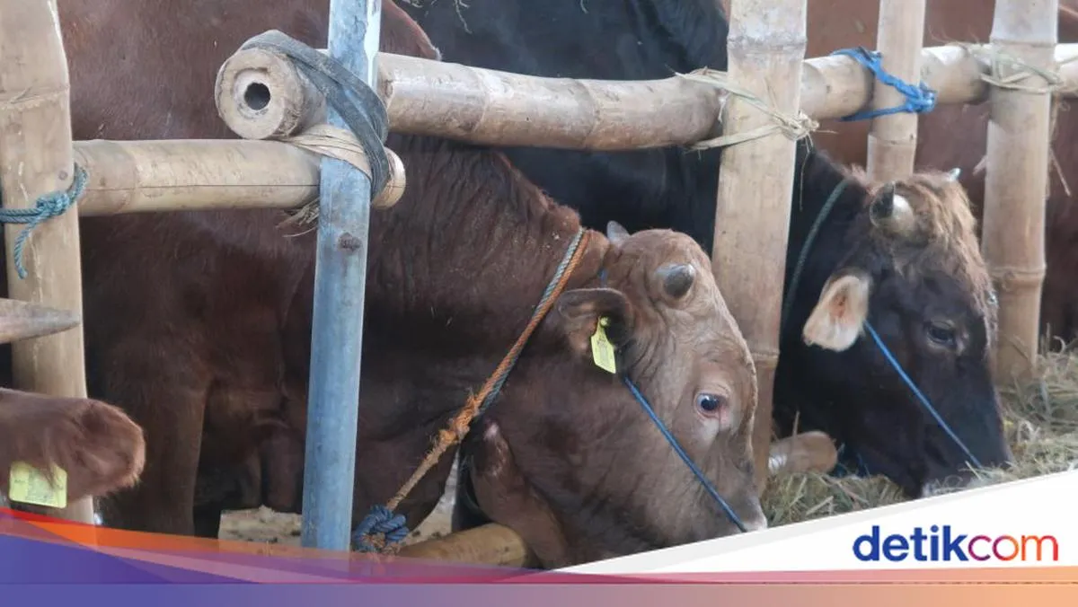Waktu Utama untuk Melaksanakan Kurban Menurut Ulama