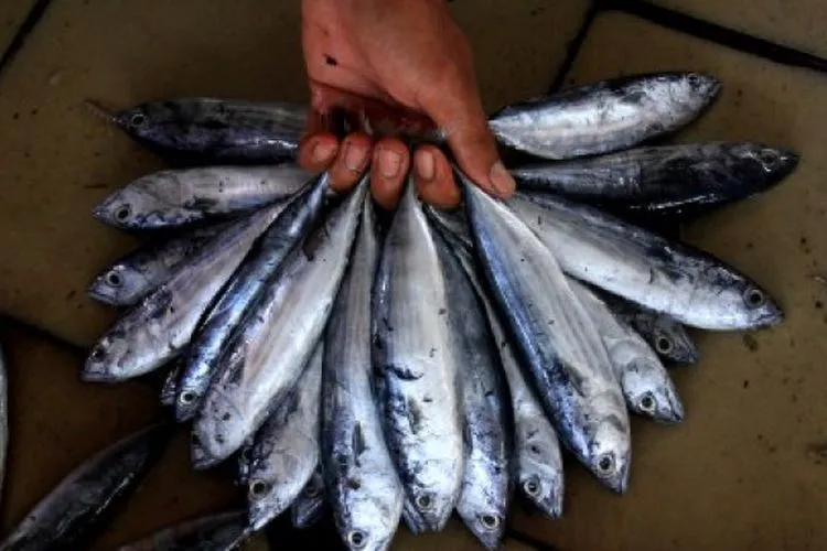 Ikan Tongkol dan Tembang Tidak Menjadi Penyebaran Penyakit Baru