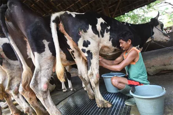 IPB: Sentra Produksi Susu Sapi Nasional Masih Sulit Bergeser dari Jawa