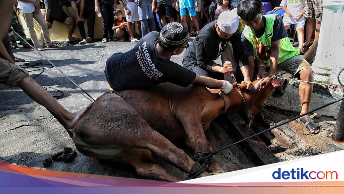 Waktu Utama Menyembelih Hewan Kurban: Usai Salat Id hingga 13 Dzulhijjah