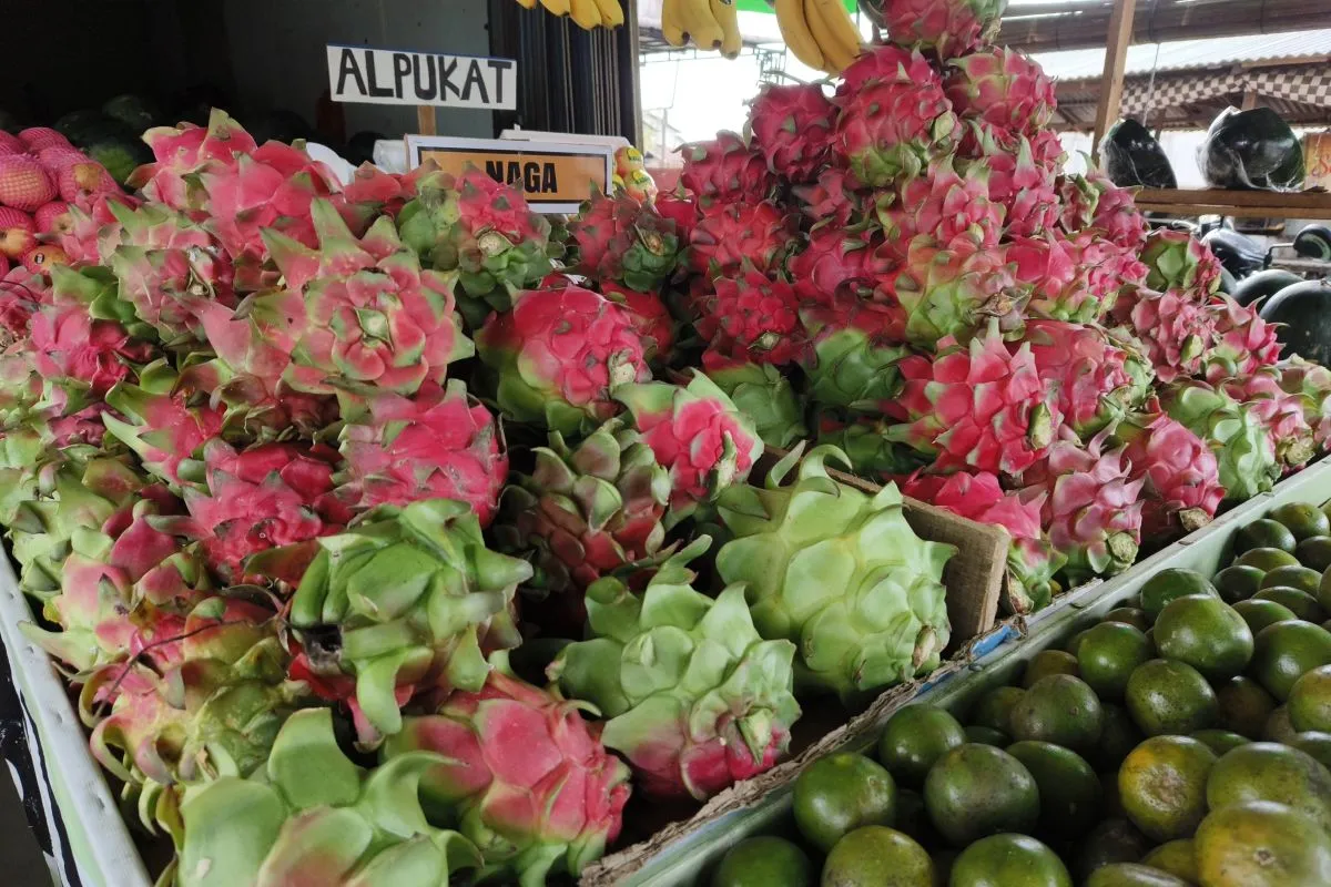 Kecamatan Jawai Dominasi Produksi Buah Naga di Kalbar