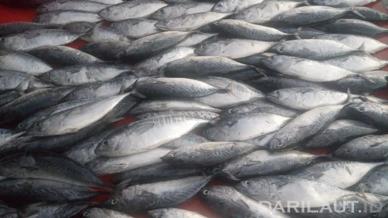 Komoditas Perikanan Dorong Inflasi di Gorontalo Januari 2026