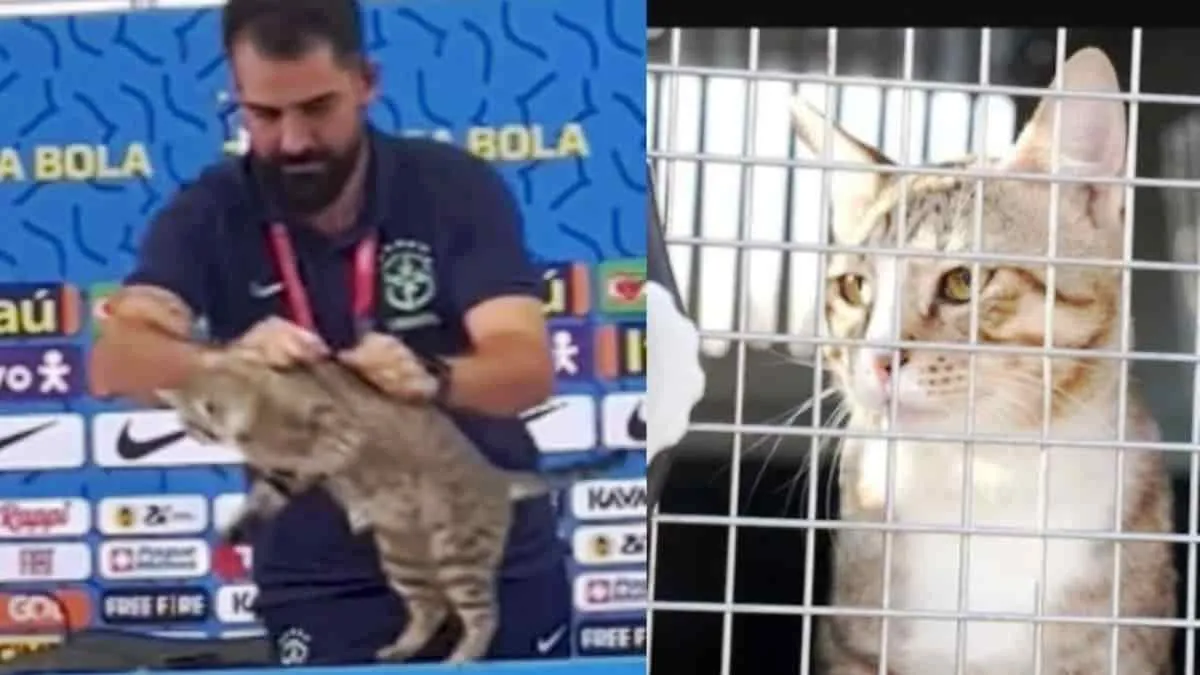 Kucing yang Dilempar Petugas Pers Brasil Dapat Rumah Baru di Timnas Inggris