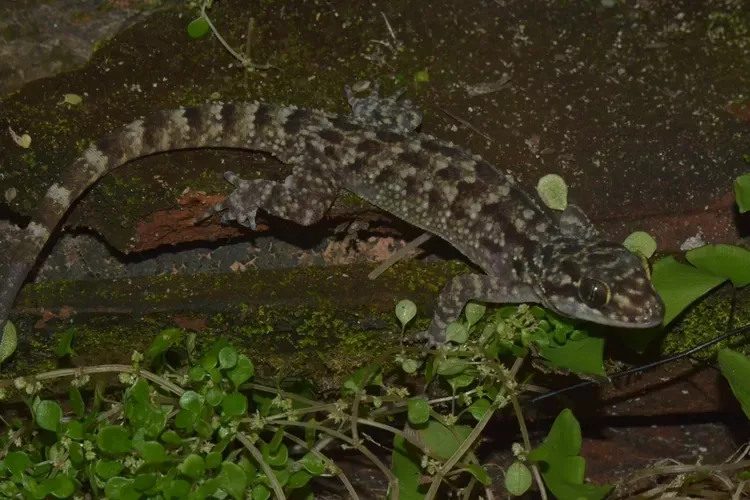 BRIN Identifikasi Spesies Baru Cecak Jarilengkung Jawa Timur, Cyrtodactylus pecelmadiun