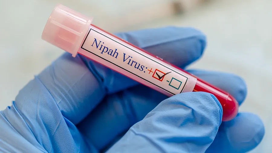 Kemenkes Ingatkan Buah Aren dan Nira dari Pohon Harus Dimasak untuk Cegah Risiko Virus Nipah
