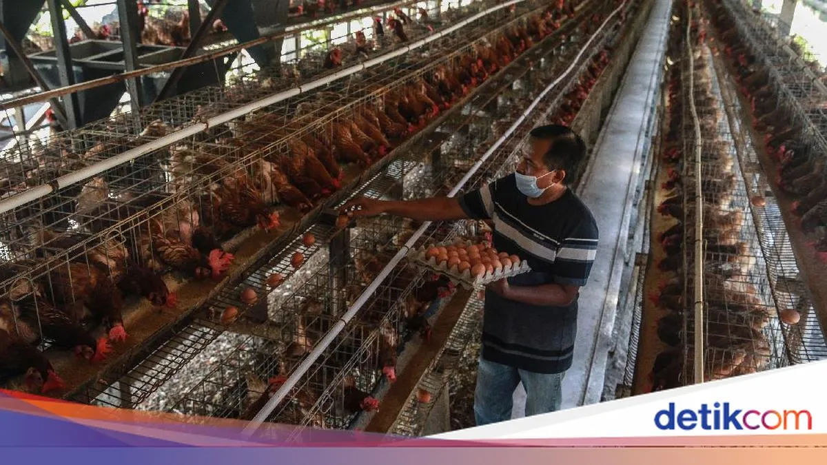 Pengembangan Industri Ayam Dimulai, Peternak Dapatkan Pendapatan Baru