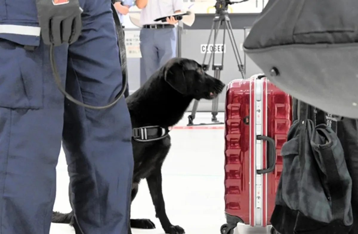 Anjing Pelacak di Jepang Deteksi Uang Tunai di Bandara Narita