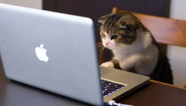 Empat Kanal YouTube Wajib Tonton untuk Pecinta Kucing
