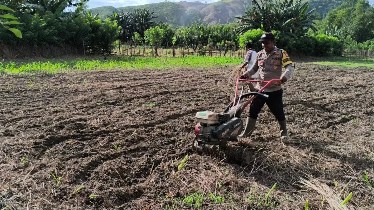 Polri Dukung Ketahanan Pangan dengan Penggarapan Lahan Jagung di Desa Lamahang