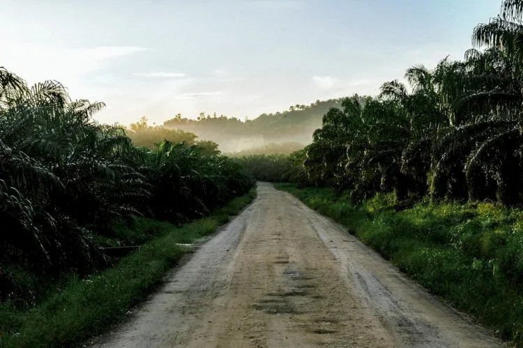 Sejarah dan Konsumsi Minyak Sawit di Afrika: Dari Tanah Leluhur hingga Impor Besar-besaran