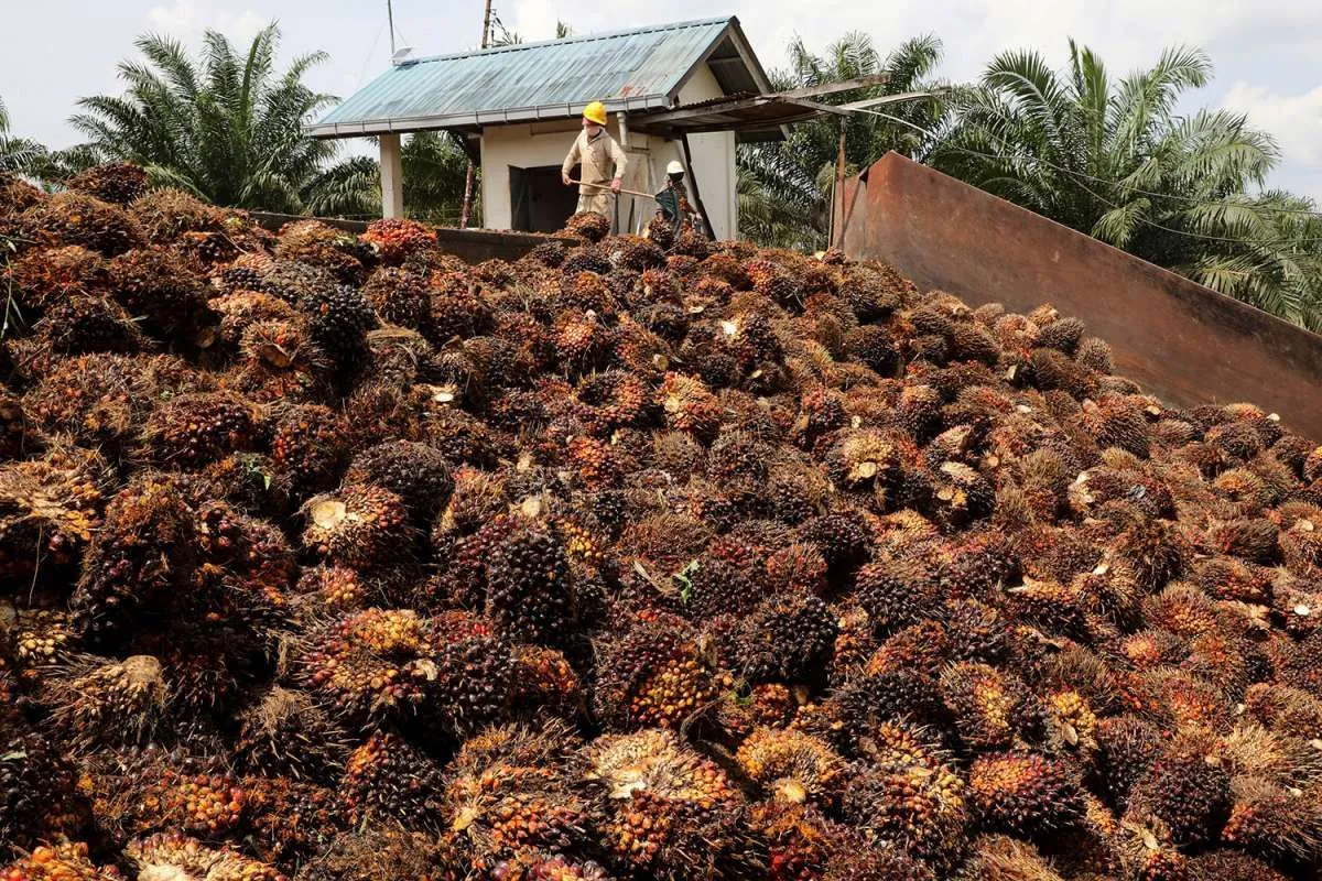 Malaysia Kaji Ulang Ekspor Bungkil Inti Sawit untuk Stabilkan Pasokan Daging Ayam