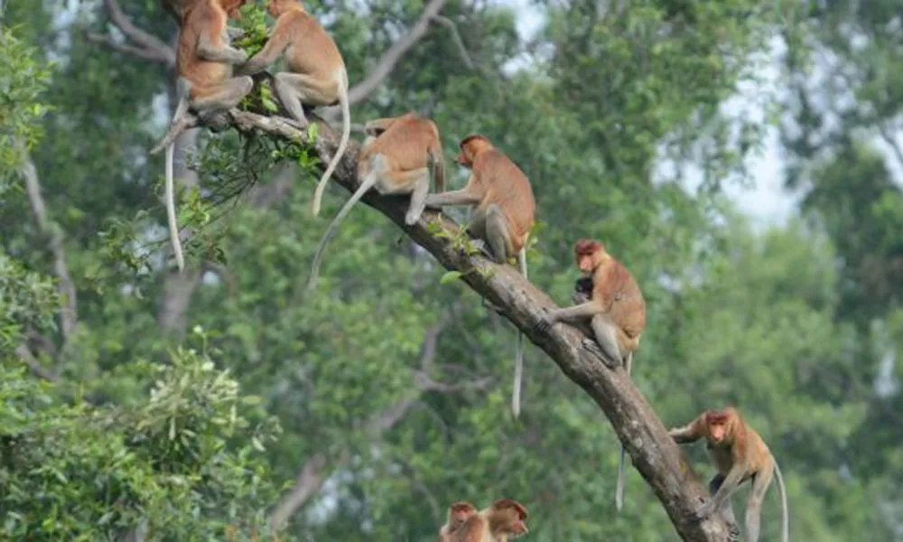 BKSDA Kalsel Catat Bekantan Paling Sering Terlibat Konflik dengan Manusia akibat Fragmentasi Habitat