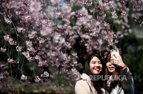 Festival Sakura di Fujiyoshida Dibatalkan Akibat Perilaku Wisatawan
