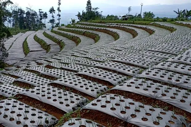 Kementan Dorong Wonosobo Jadi Sentra Bawang Putih Nasional untuk Swasembada