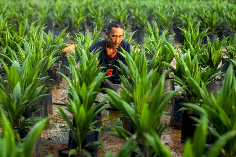 Dua Strategi Tingkatkan Produktivitas Sawit Rakyat: Perbaikan Kultur Teknis dan Replanting