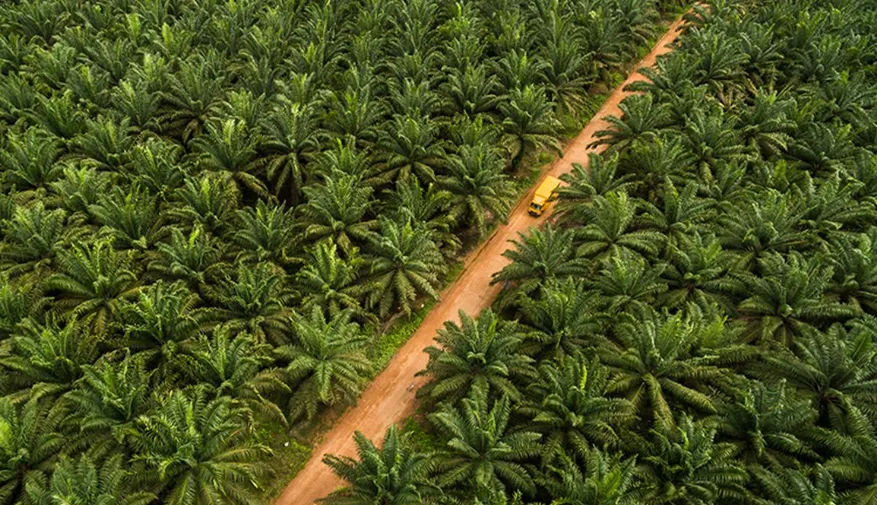 Perkebunan Sawit di Sumatera: Ancaman atau Peluang untuk Biodiversitas?