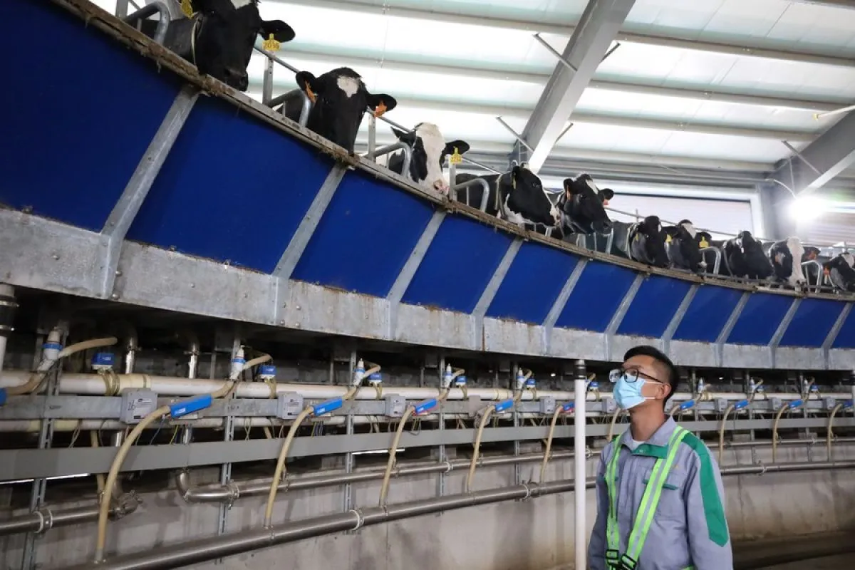Teknologi AI Tingkatkan Efisiensi Peternakan Sapi Perah di China