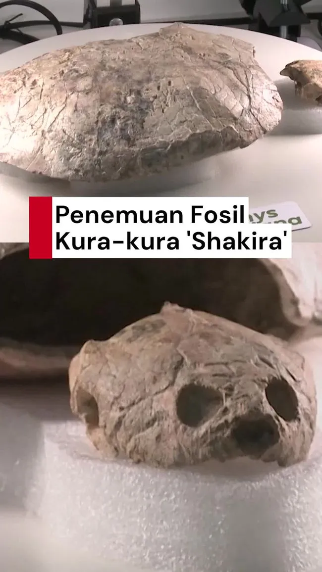 Fosil Kura-Kura Baru Ditemukan di Kolombia, Dinamai Shakiremys untuk Menghormati Shakira
