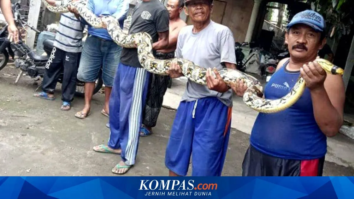 Dua Ular Sanca Kembang Dievakuasi dari Rumah Warga di Nunukan