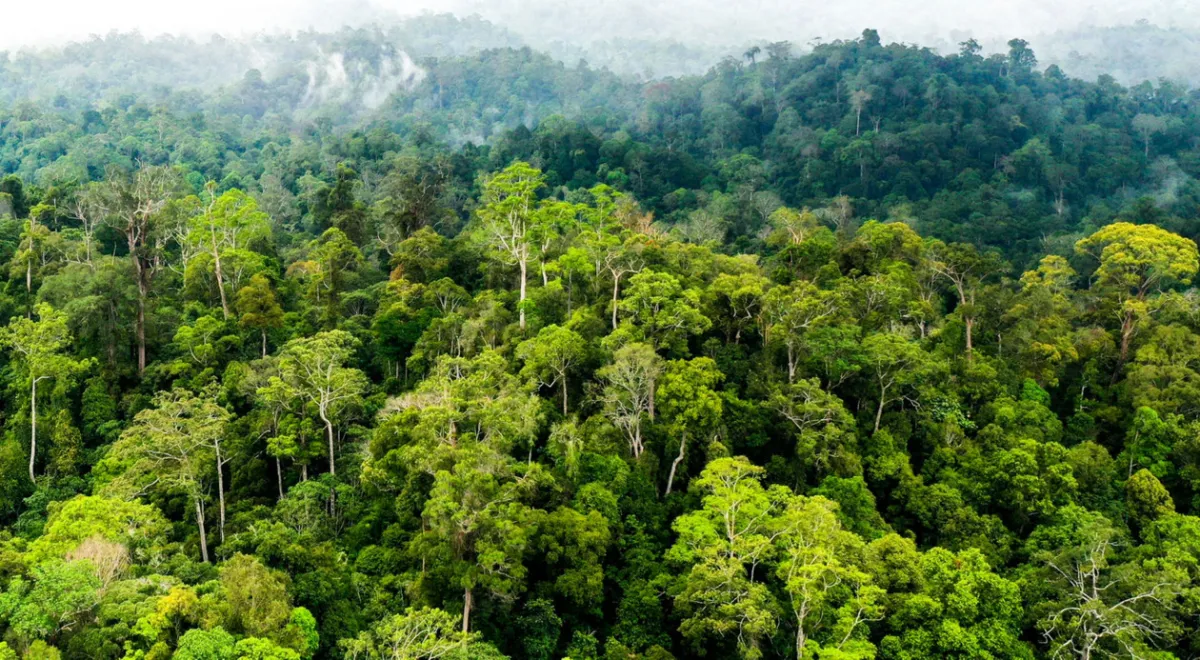 Relaksasi EUDR: Peluang dan Tantangan Tata Kelola Hutan di Indonesia