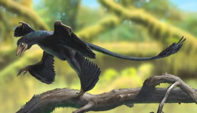 Fosil Burung Dinosaurus Kecil Ditemukan di Korea Selatan, Diduga Microraptor