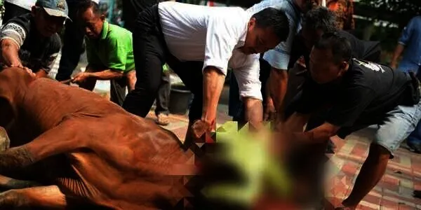 Waktu Utama Penyembelihan Hewan Kurban Menurut Imam Syafii