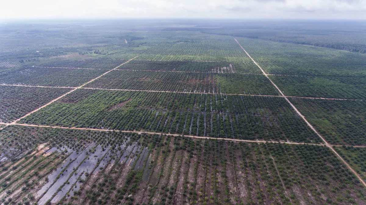 Sengketa Informasi Greenpeace-KLHK Berakhir Mediasi, Data Lahan Sawit 1,9 Juta Hektare Akan Dikonfirmasi ke Mantan Pejabat