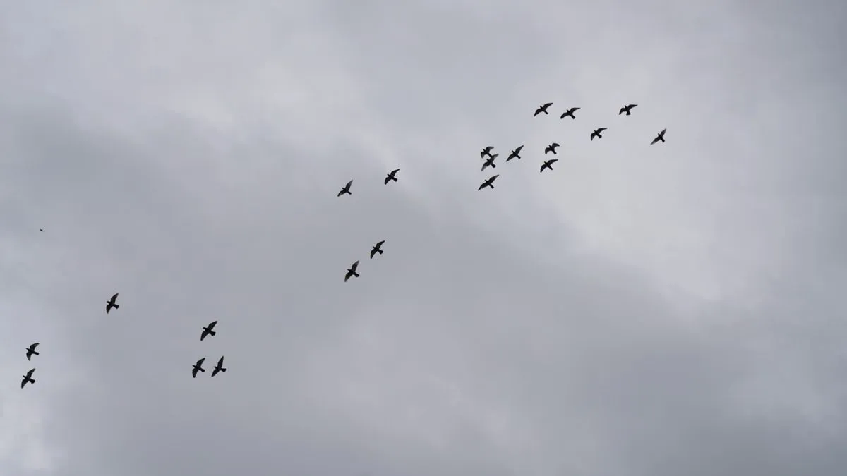 Kicau Burung di Alam Turunkan Stres dan Tingkatkan Kesejahteraan Mental
