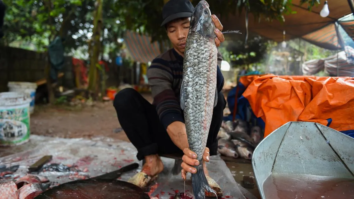 KKP Serahkan Benih Gurame Hibrida untuk Peningkatan Produksi di Banyumas