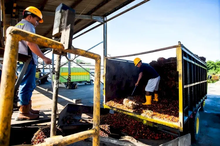 Studi: Kebijakan Deforestation-Free Uni Eropa Berpotensi Tekan Ekspor Sawit RI, Ini Strateginya