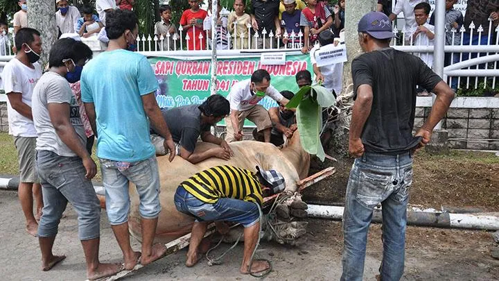 Waktu Utama Penyembelihan Hewan Kurban Menurut Para Ulama
