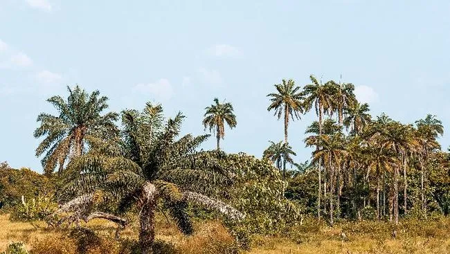 Dampak Perkebunan Sawit Terhadap Lingkungan dan Masyarakat Adat Papua