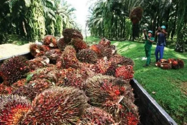 Kenaikan Harga TBS Sawit Tingkatkan Kesejahteraan Pekebun Kaltim