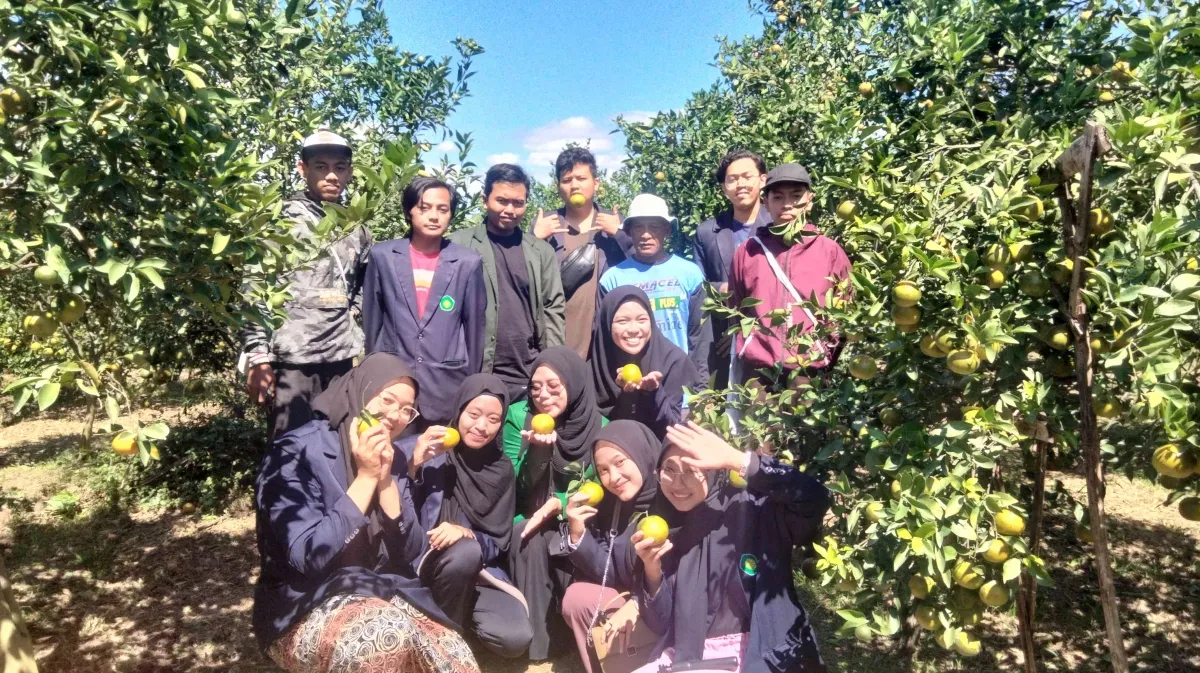 Desa Sumbersekar Siap Jadi Destinasi Wisata Petik Jeruk di Malang
