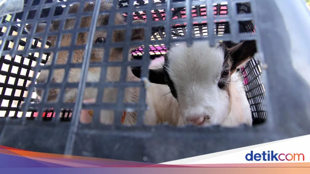 Karantina Sumatera Utara Musnahkan Hewan Ilegal dari Luar Negeri