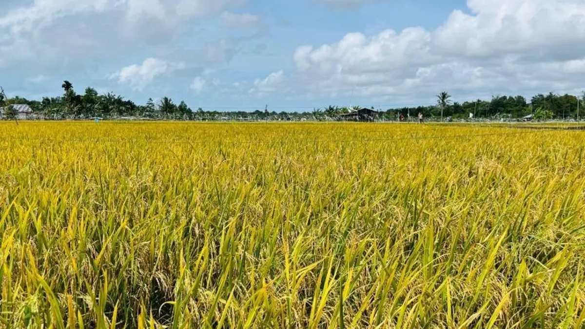 Pengembangan Sentra Pertanian Tingkatkan Ketahanan Pangan dan Kesejahteraan Petani