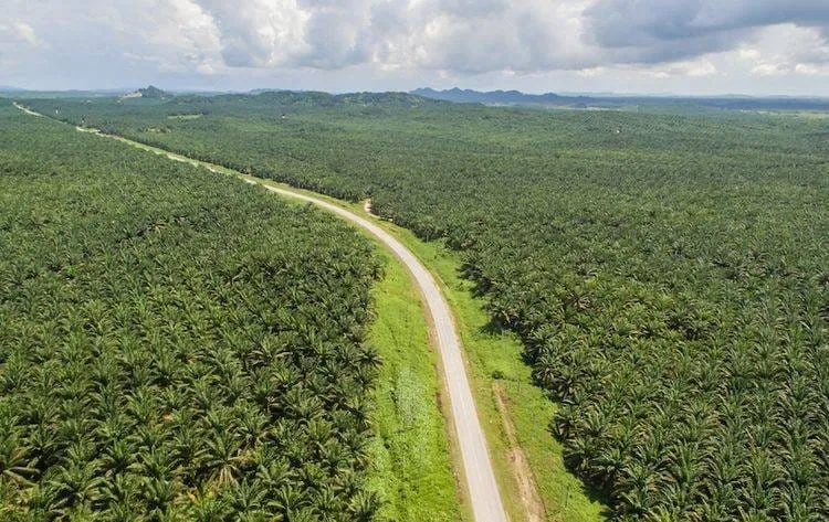 Indonesia Dominasi Produksi Sawit, Namun Dihadapkan Isu Lingkungan di Sumatera