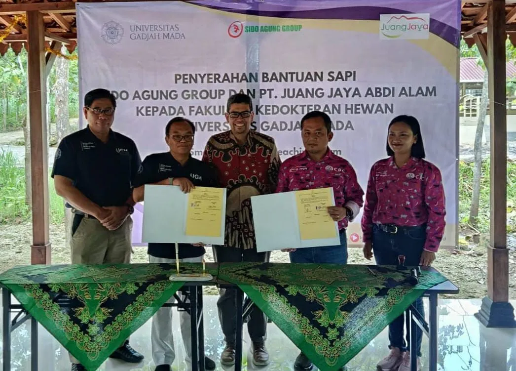 Kolaborasi PT Juang Jaya Abdi Alam dan UGM Tingkatkan Kualitas Sapi Lokal